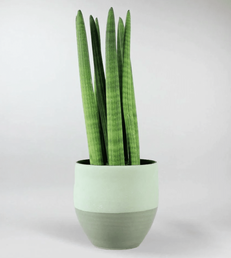 cylindrical snake plant: care and styling guide